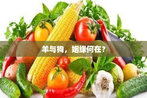 羊与狗，姻缘何在？